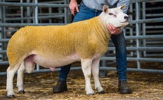 Marts The Heart: Welshpool Multi-breed sale