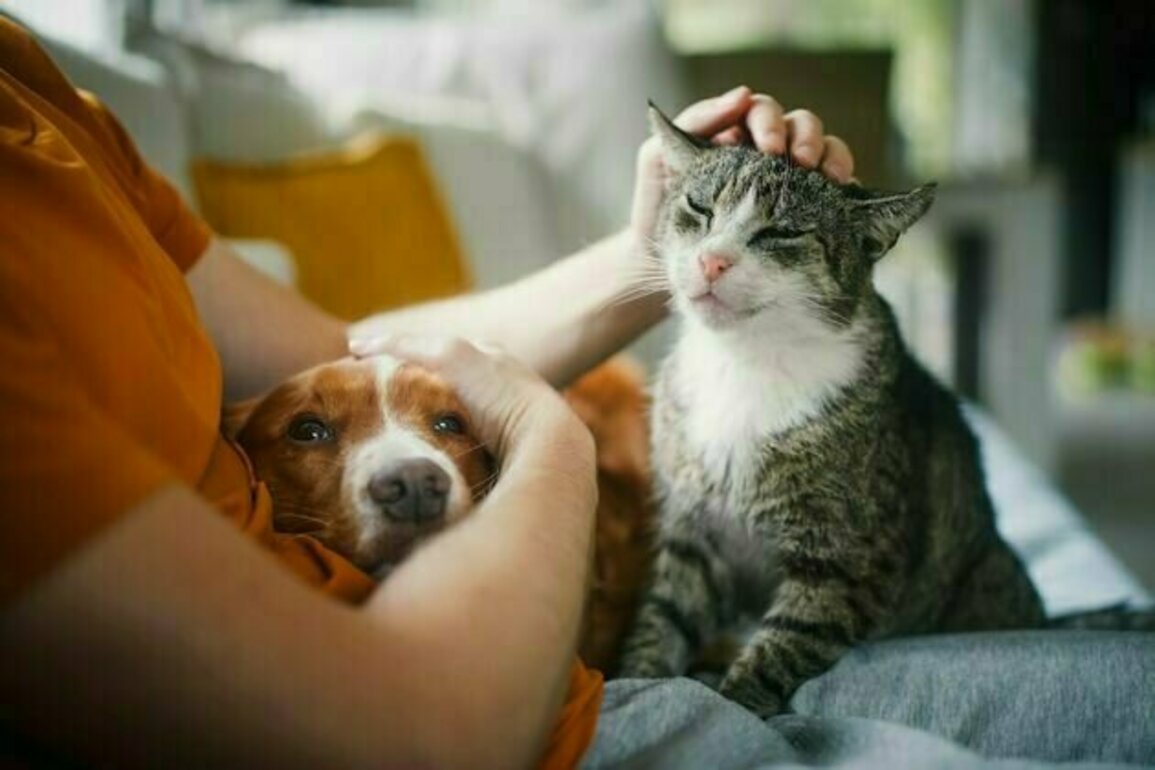 More than just an animal: Losing a pet deserves more attention and compassion