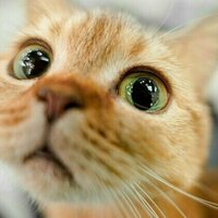 Do cats have 'friends', or do they always vie for territory? Animal experts weigh in