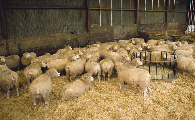 North Wales Police said 22 ewes and lambs were killed after a suspected dog attack (generic)