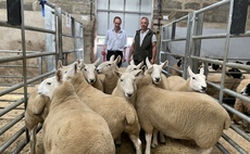 Record sheep entry at Gisburn