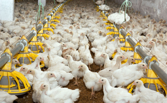 Demand for poultrymeat is growing, but can UK producers keep up?