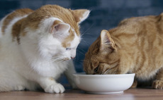 Creature comforts: Why PE likes pet care