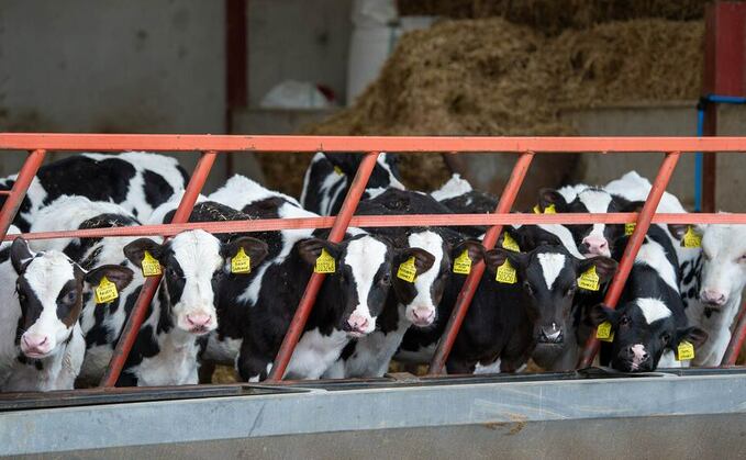 Holsteins and yoghurt-making go hand-in-hand