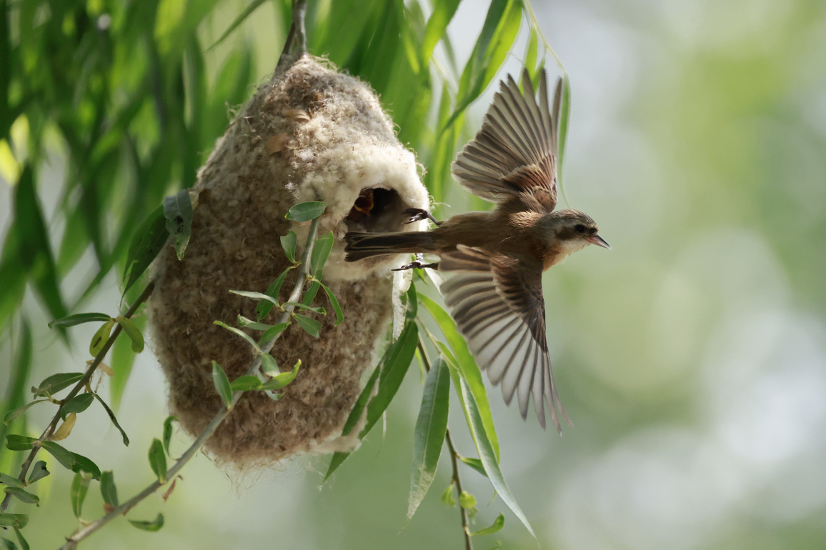 CHINA-HEBEI-TANGSHAN-NATURE-CHINESE PENDULINE TIT (CN)