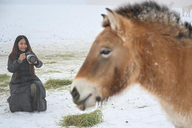 The long letting go of China's wild horses