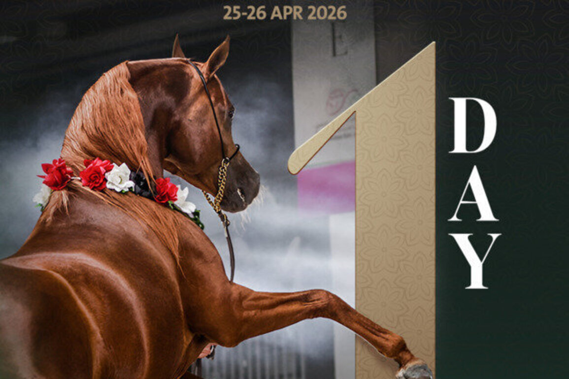 Bahrain to host 2nd leg of Emirates Arabian Horse Global Cup with 106 horses competing