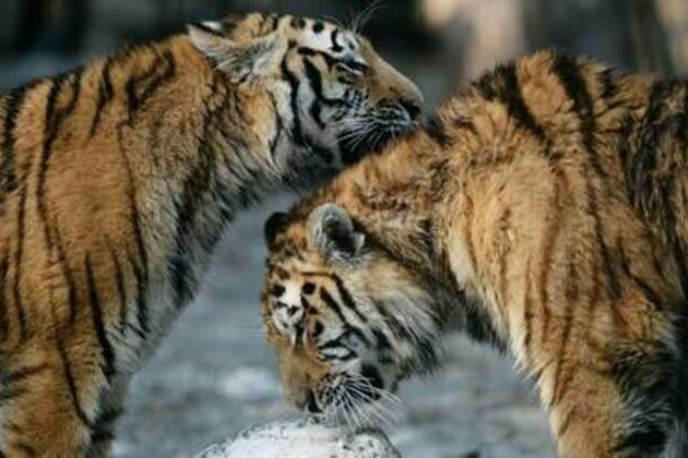 Putin-backed effort saves Siberian tiger from extinction