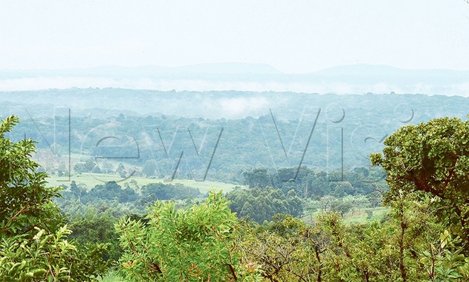 Why Uganda, the World should protect Bugoma forest at all costs Why Uganda, the World should protect Bugoma forest at all costs