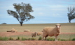 An eye on ewe:  Ewes, especially pregnant ewes require close attention and monitoring in dry times if confinement feeding is being used. Photo: Mark Saunders.