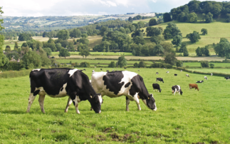 'Nature and food production go hand in hand': Farmers urge government to support shift away from industrial livestock production