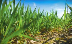 Mild winter posing crop disease threat