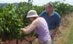 Mining under vines