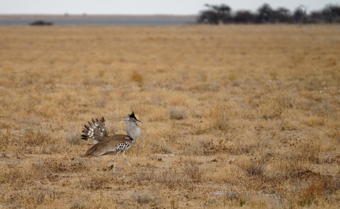 Study: Climate change will push species over 'abrupt' tipping points