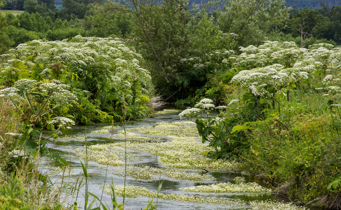 Giant Hogweed frames a stream | Credit: iStock