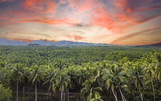 Defra to consult on long-awaited supply chain deforestation rules