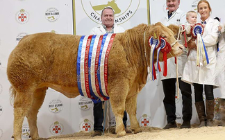 Charolais heifer wins commercial beef supreme Royal Ulster Agricultural Society showcase