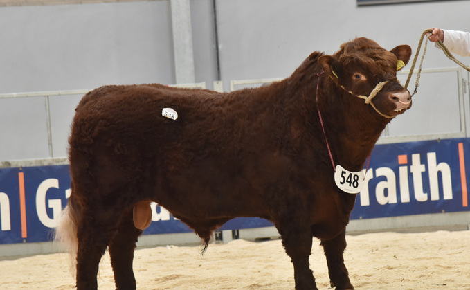 Benhar Calypso from Robert McNee, Armadale, which sold for 14,000gns to Islay Estates, Isle of Islay.