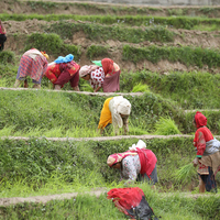 Splashing mud and singing, Nepal marks "Paddy Day" celebrating rice and rituals