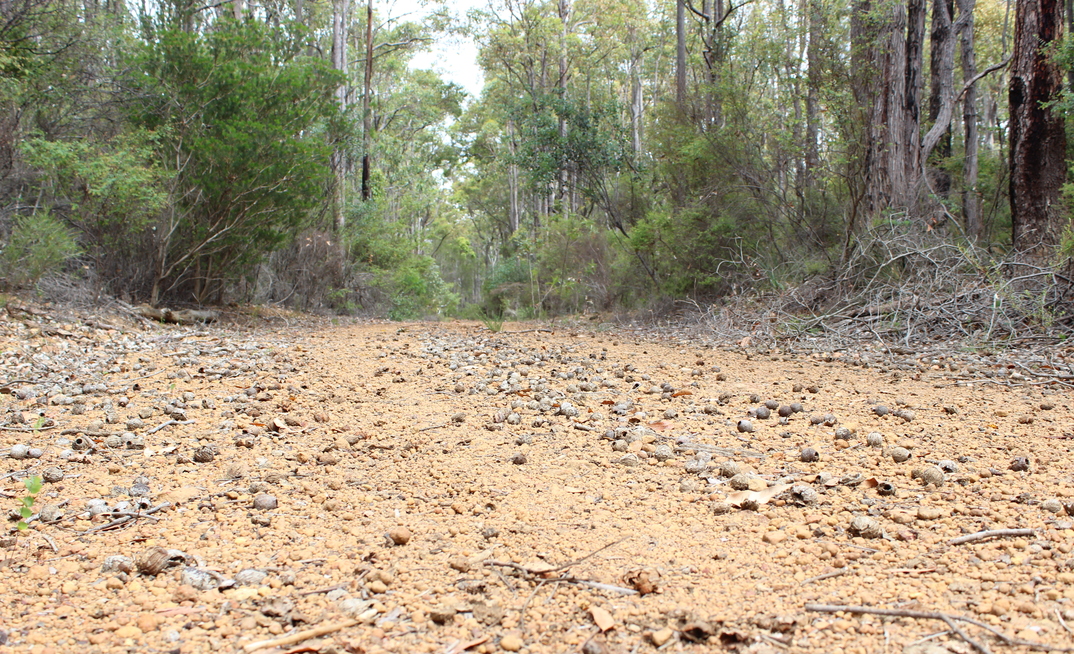 Alcoa heads down Closure Road.