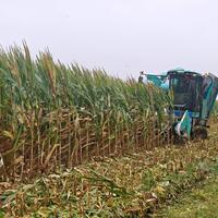 Farmers in east China race against rain to ensure autumn harvest