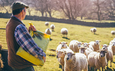 How sheep farmers are coping with the loss of BPS