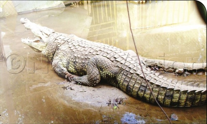 Fear as crocodiles escape from park Fear as crocodiles escape from park