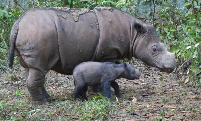 Zimbabwe court refuses to drop charges against 7 Chinese caught with rhino horns Zimbabwe court refuses to drop charges against 7 Chinese caught with rhino horns