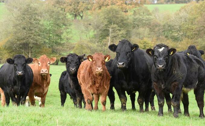 Optimism in beef and lamb trade
