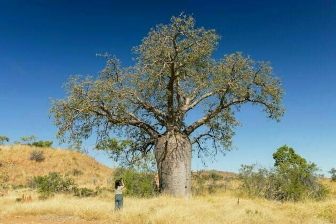 I spy with my little eye: 3 unusual Australian plant ecosystems to spot on your next roadtrip