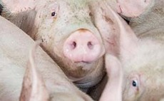 £2.2 million Covid-19 support fund for NI pig sector