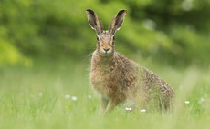 MPs clamp down on hare coursing