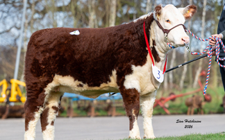 Sales round up: Herefords at Shrewsbury, breeding sheep sales, calves at Middleton