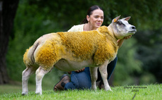 Beltex Premier Sale sees Lionheart roar to 60,000gns lamb record