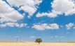 Suvo's White Cloud is in WA's agricultural region