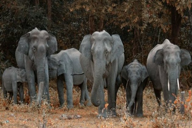 Elephant's trunk manipulates air to eat, drink