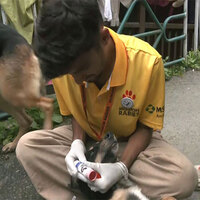 Shimla launches GPS-enabled collars, vaccination drive for stray dogs; Mayor calls it "first-of-its-kind" in India