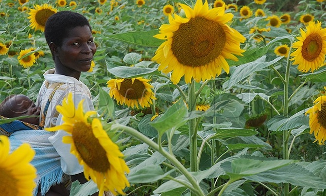 March-May rains favourable for agriculture - experts March-May rains favourable for agriculture - experts