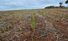 Crops are starting to emerge in southern areas of WA, while northern regions remain dry.
