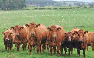 Cattle and sheep numbers at record lows