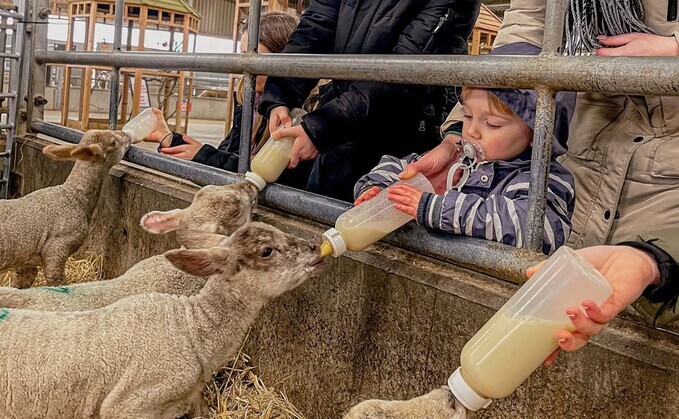 Farms prioritise hygiene ahead of Easter lambing events