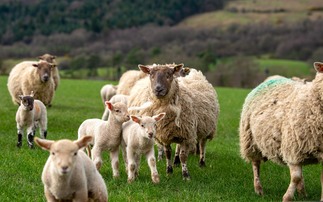 Sheep industry collaborates worldwide to reduce emissions 