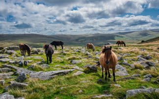 Dartmoor ponies given protection after fears of culls