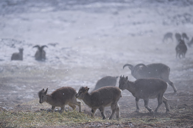 Microbe-diet synergies help animals adapt to Qinghai-Tibet Plateau
