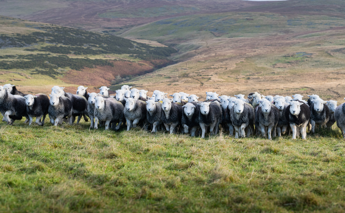 History of Herdwicks entwined with that of Lake District family farm