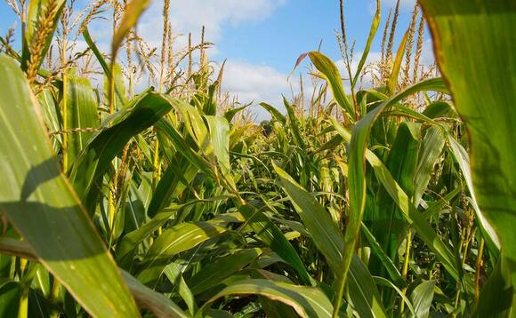 Maize silage results 'encouraging'
