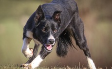 Auction mart sales round-up: Sheepdog sells to £8,000 and exceptional dairy trade at Brock