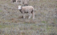 Post-lambing feed management is vital for sheep, especially in drier conditions.