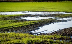 Silicon biostimulants could help restore crops left saturated by wet weather