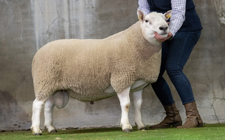 North Country Cheviot Hill rams top at £18,000 twice